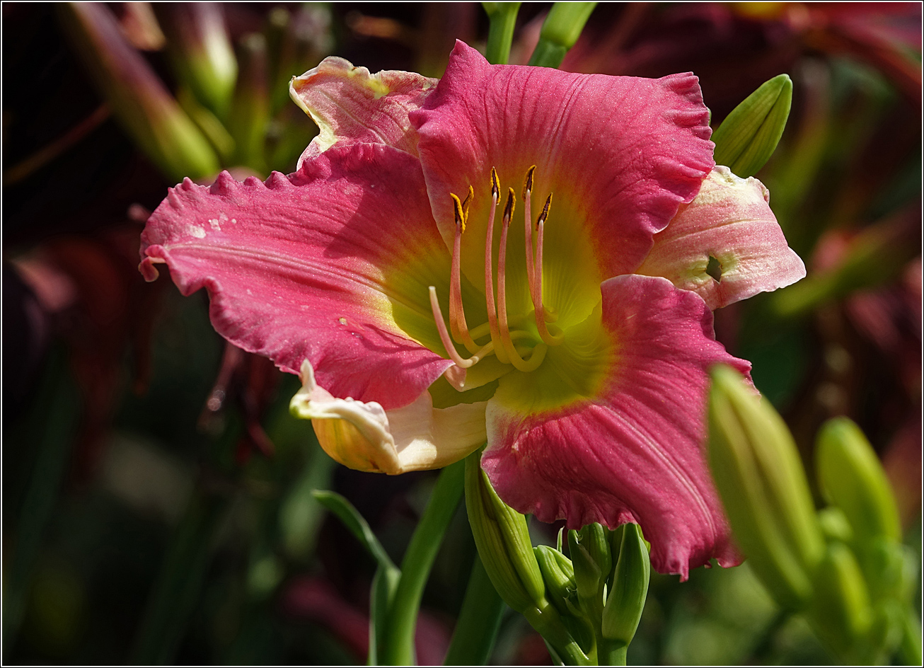 Image of Hemerocallis × hybrida specimen.