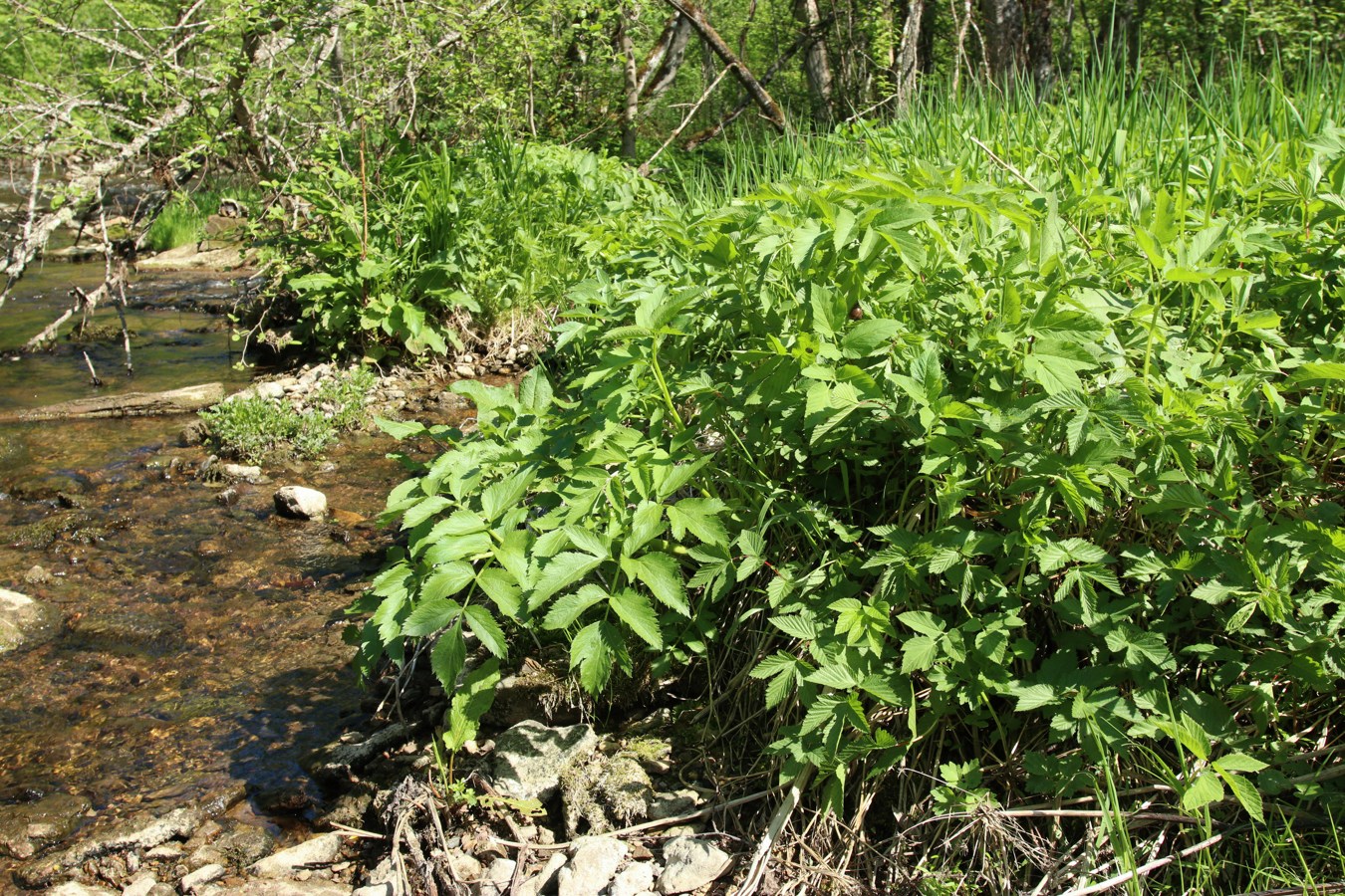 Image of Archangelica officinalis specimen.