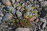 Saxifraga spinulosa