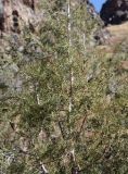 genus Juniperus