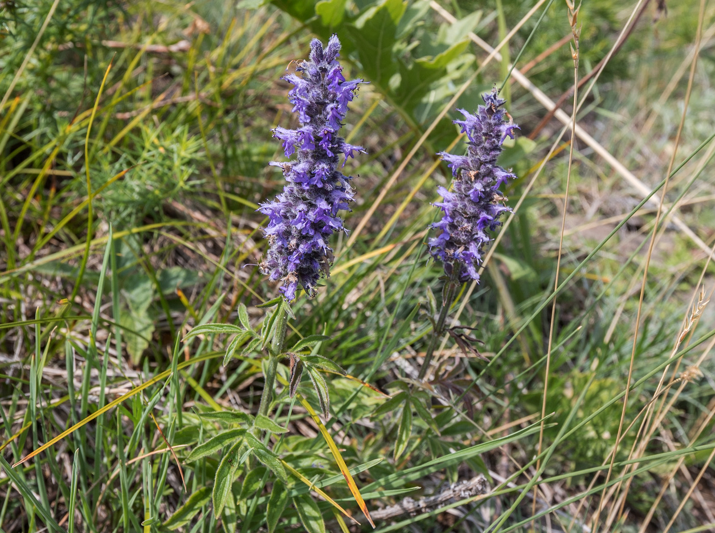 Изображение особи Schizonepeta multifida.