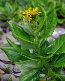 Senecio pseudoarnica