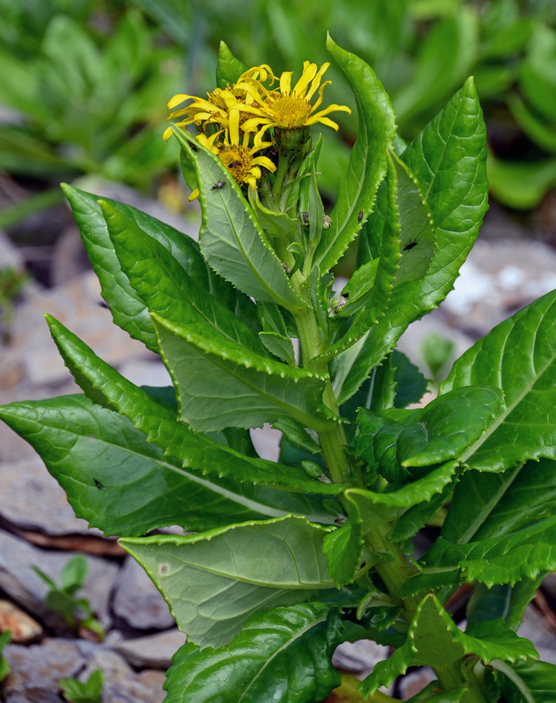 Image of Senecio pseudoarnica specimen.