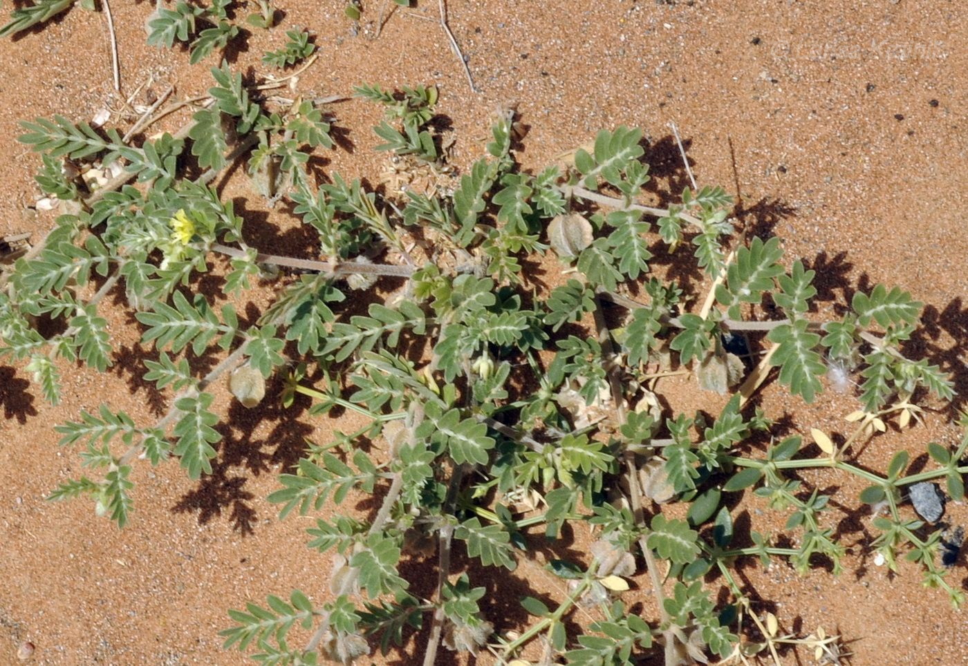 Изображение особи Tribulus arabicus.