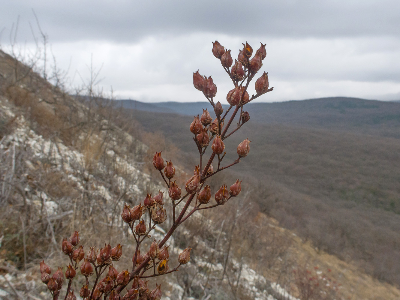 Image of Hypericum lydium specimen.