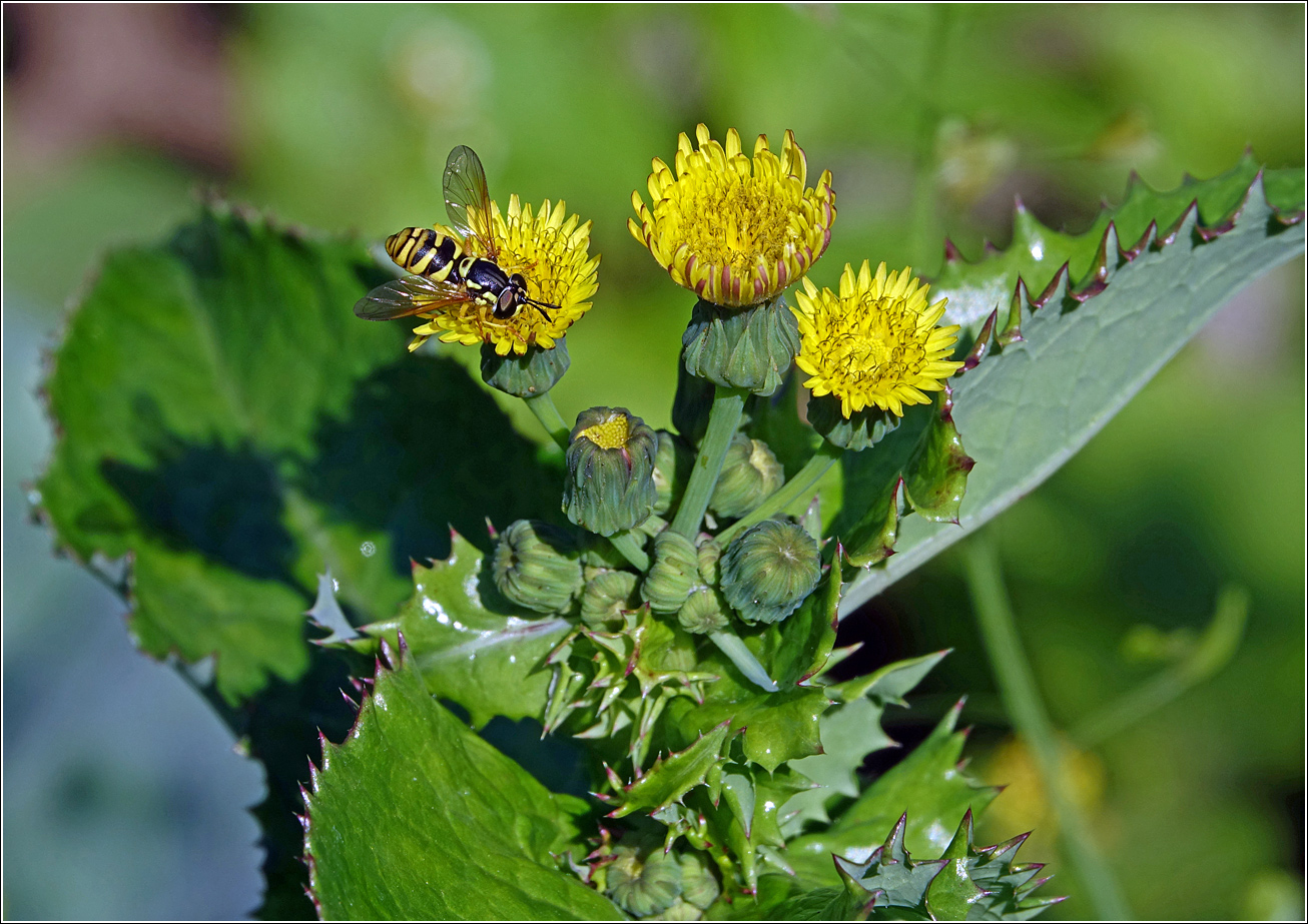 Image of Sonchus oleraceus specimen.