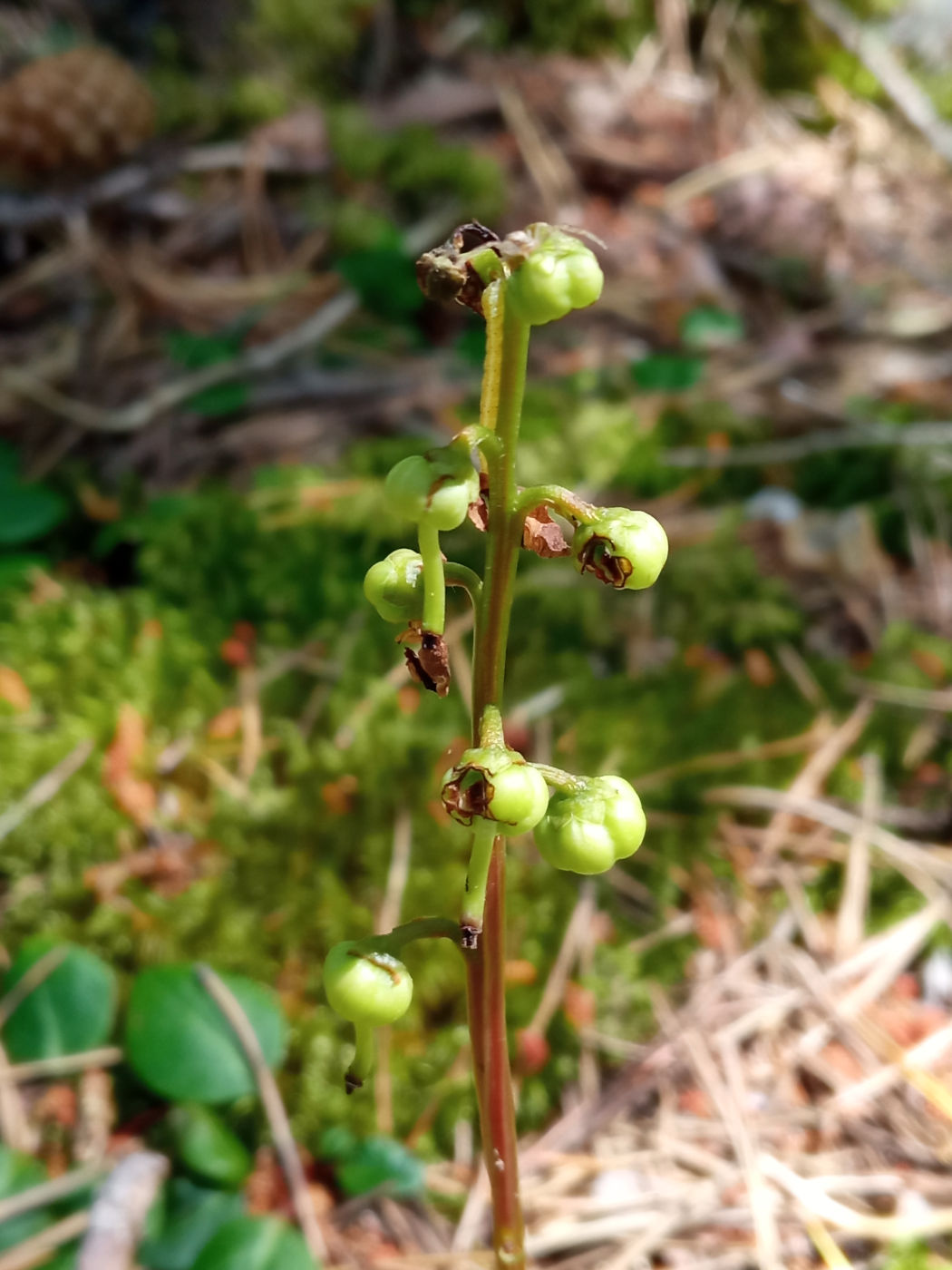 Изображение особи Pyrola chlorantha.