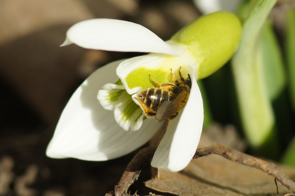 Изображение особи Galanthus plicatus.