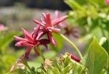 Combretum indicum