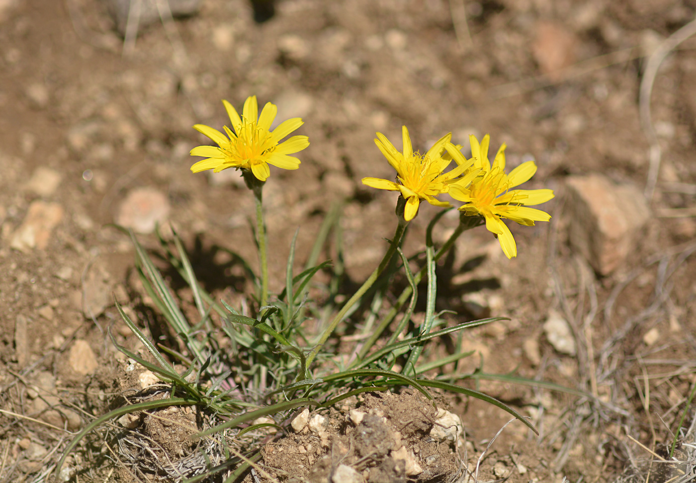 Image of Scorzonera meyeri specimen.