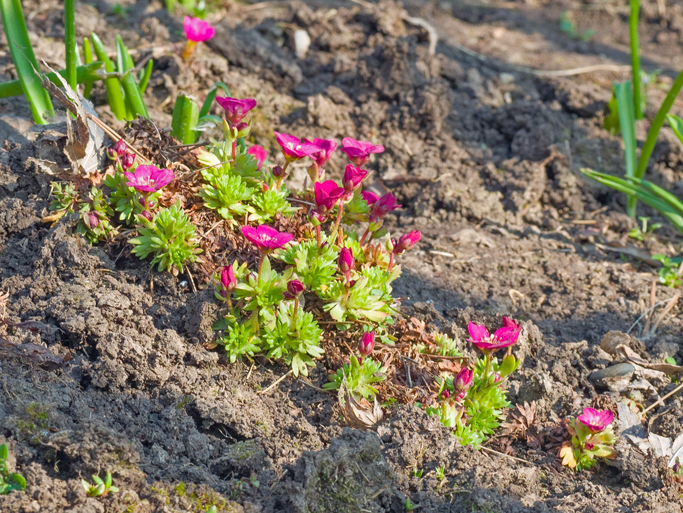 Изображение особи Saxifraga &times; arendsii.