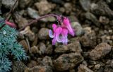 Dicentra peregrina. Верхушка побега с соцветием. Сахалин, Макаровский гор. округ, хр. Жданко, ≈ 400 м н.у.м., осыпающийся каменистый склон. 16.08.2022.