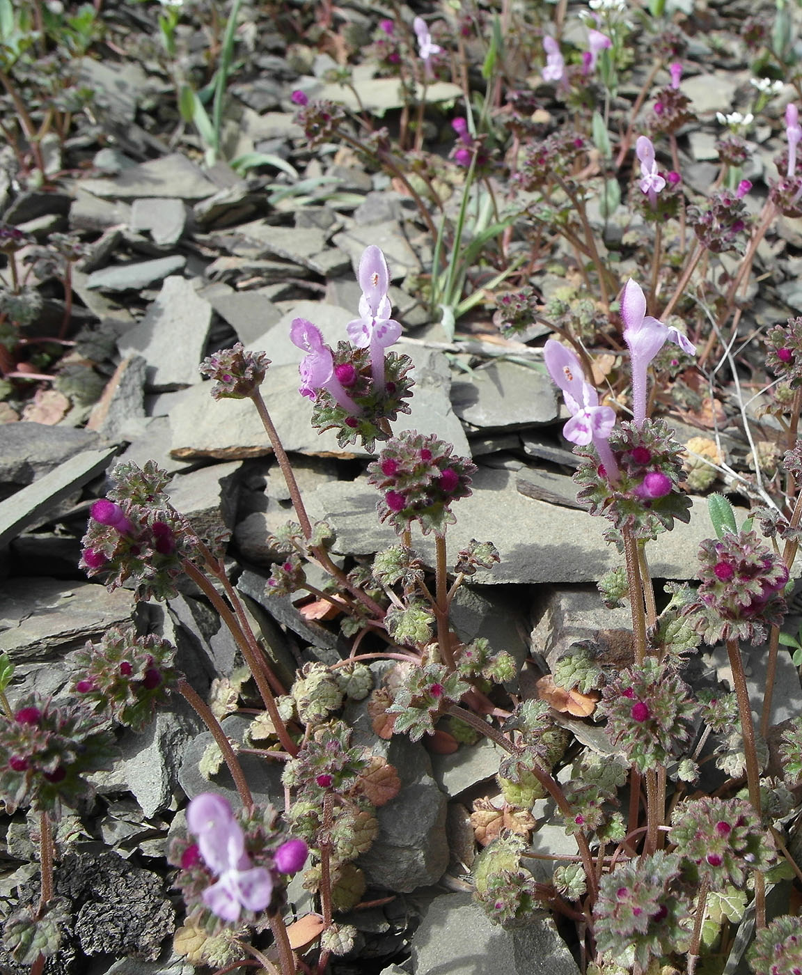 Image of Lamium amplexicaule specimen.