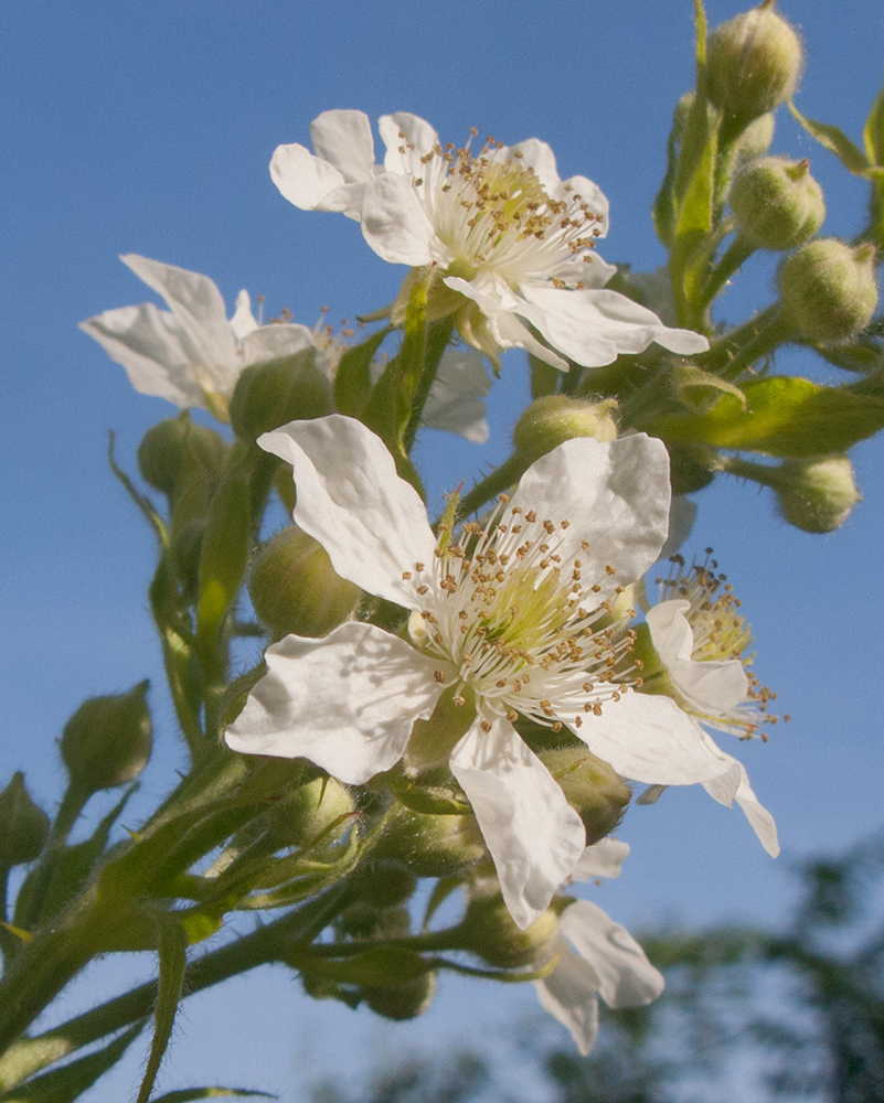 Image of Rubus lloydianus specimen.