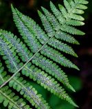 Dryopteris filix-mas