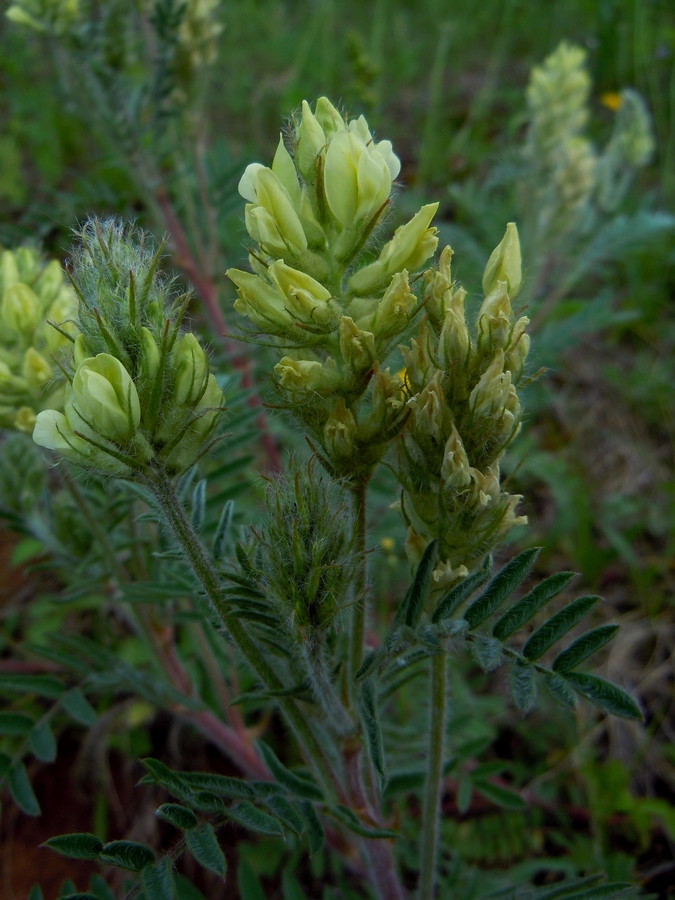 Image of Oxytropis pilosa specimen.