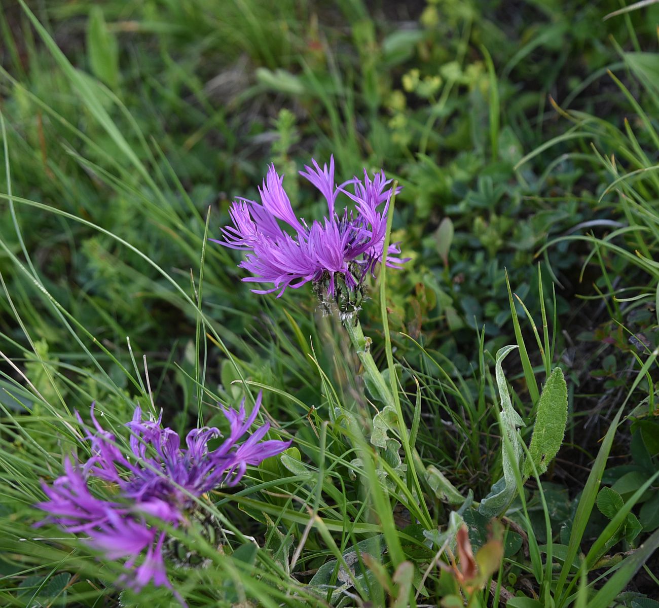 Image of Centaurea willdenowii specimen.