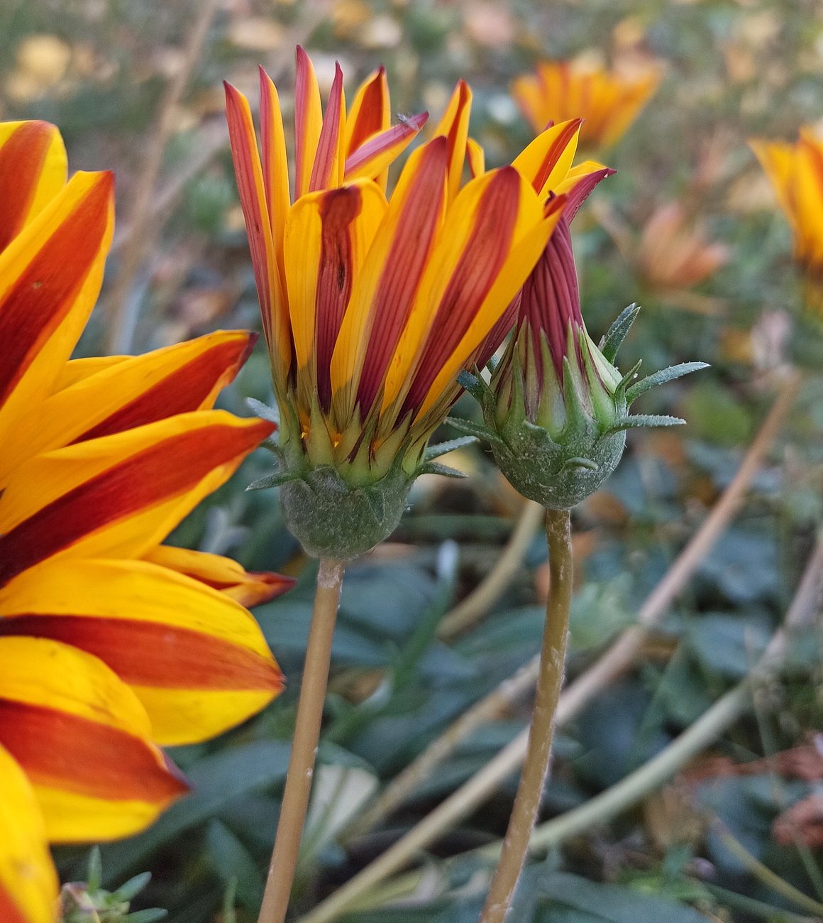 Изображение особи Gazania &times; hybrida.