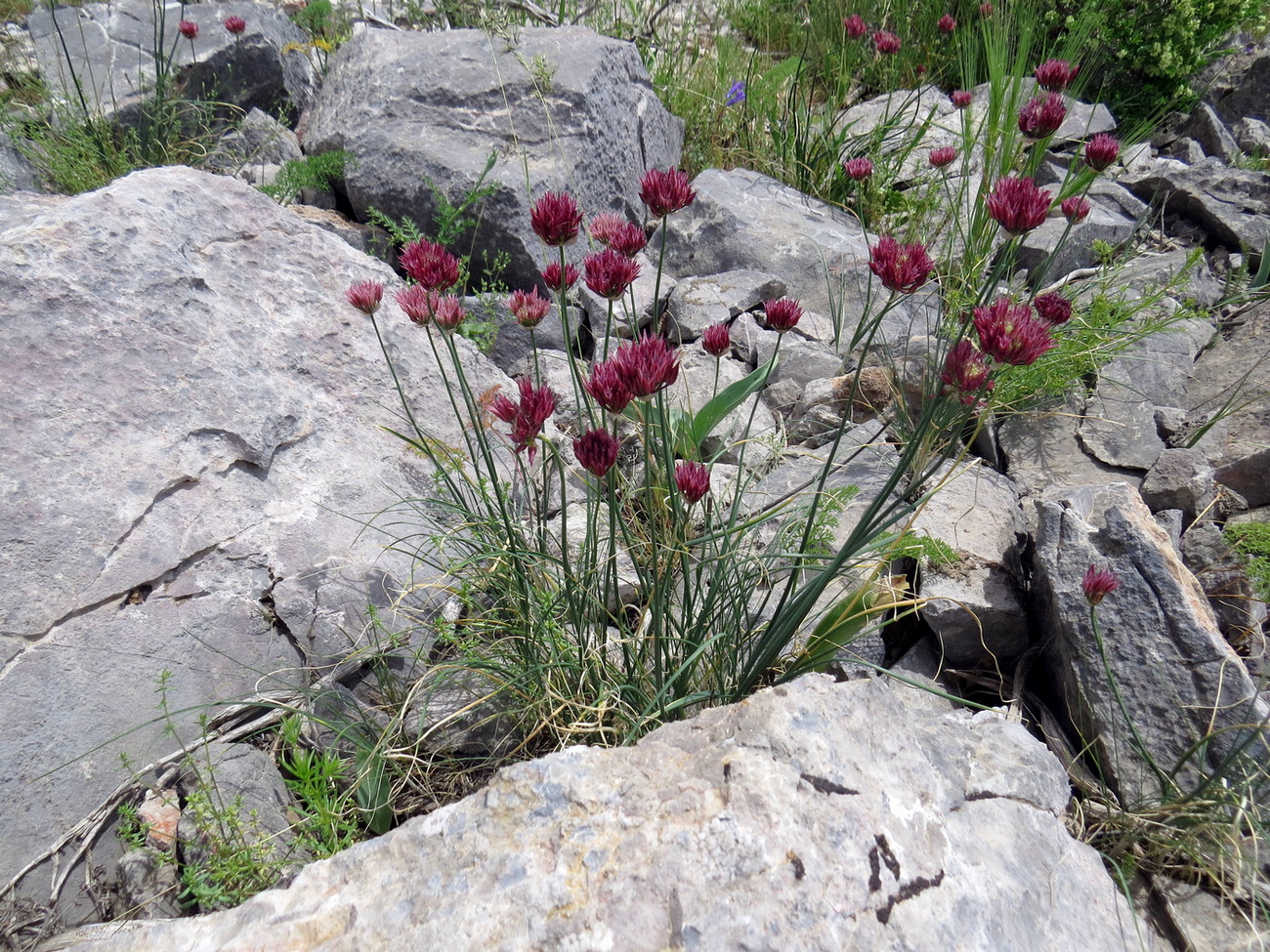 Изображение особи Allium inconspicuum.