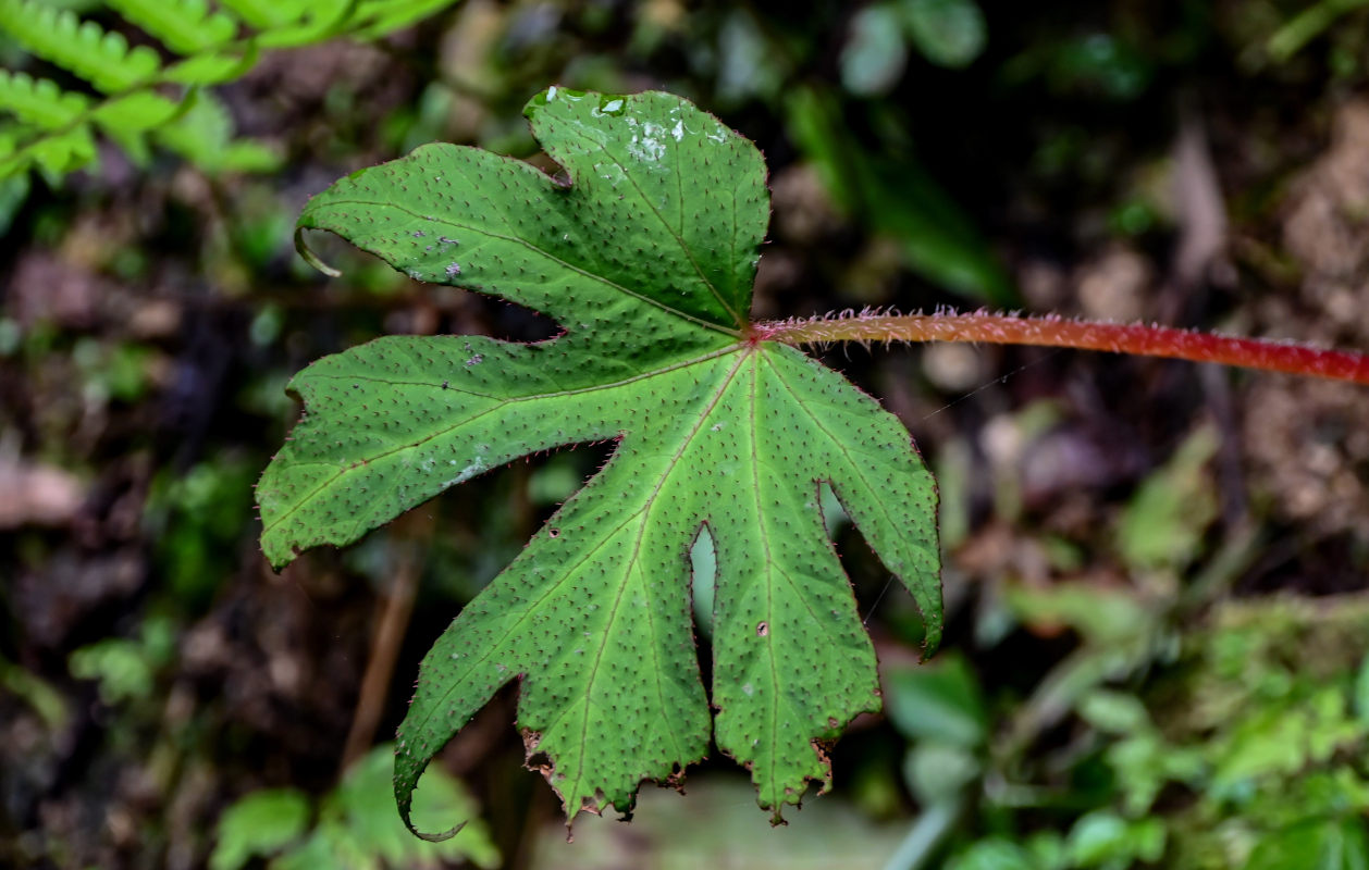 Изображение особи Begonia algaia.