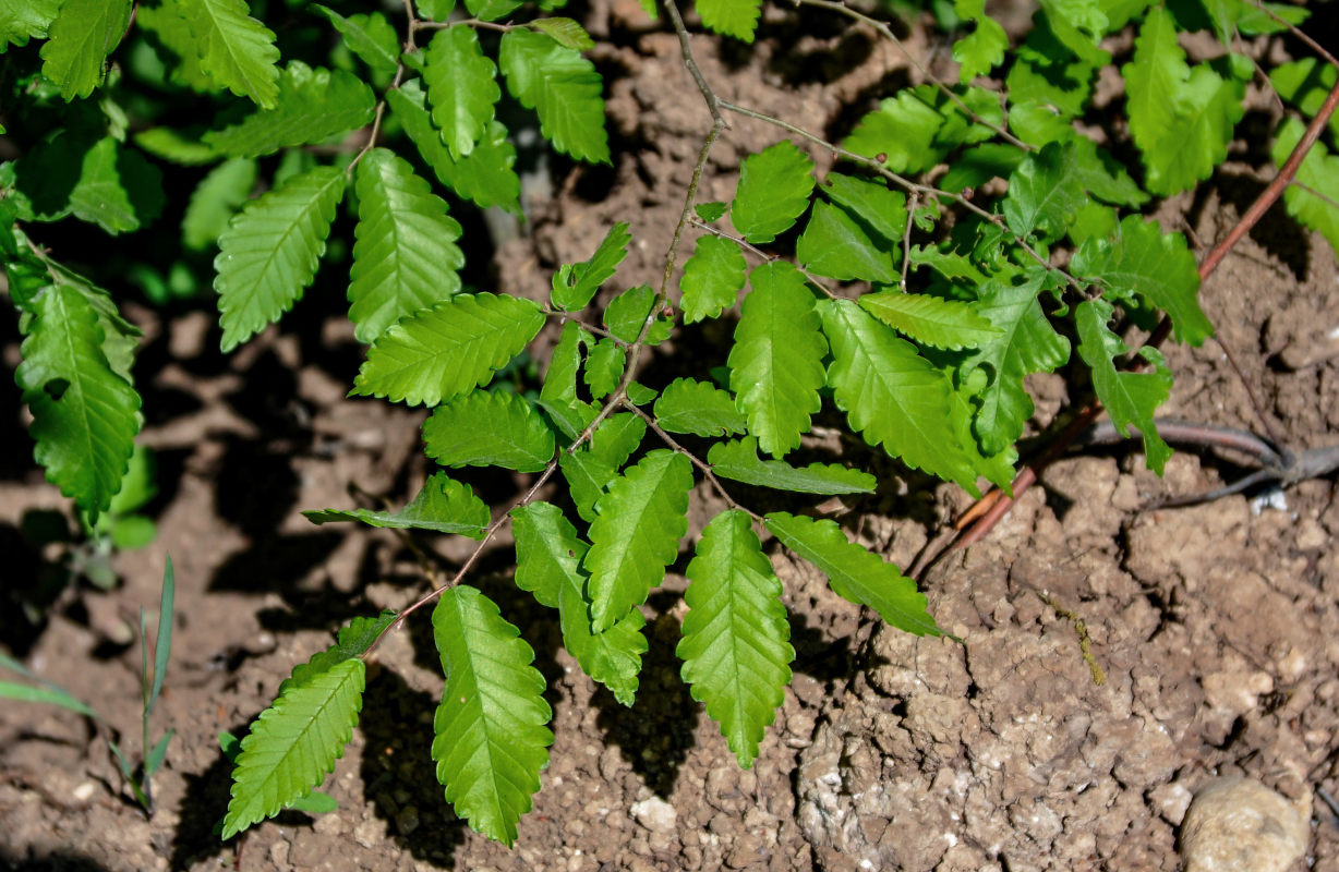 Изображение особи Zelkova carpinifolia.