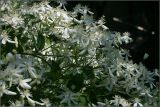 Clematis mandshurica. Верхушки цветущих ветвей. Тульская обл., пос. Дубна. дачный участок. 04.07.2010.