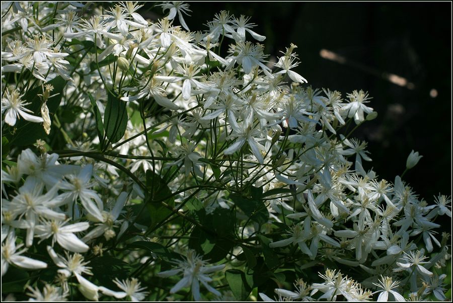Image of Clematis mandshurica specimen.