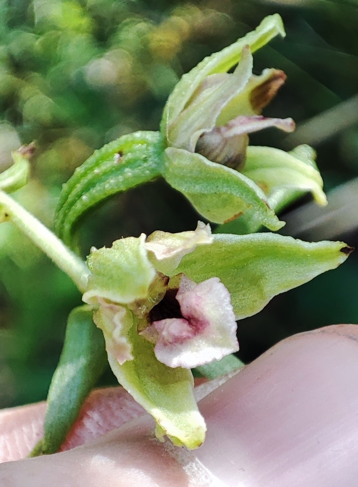 Image of Epipactis helleborine specimen.
