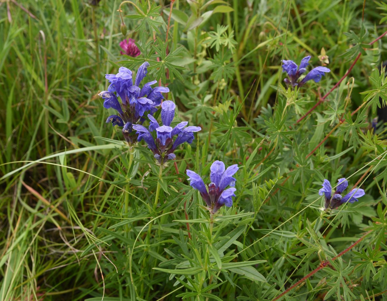 Изображение особи Dracocephalum ruyschiana.