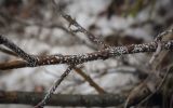 Salix recurvigemmata. Часть ствола с основаниями скелетных ветвей с колонией Chionaspis salicis (Ивовая щитовка). Пермский край, Добрянский р-н, окр. с. Полазна, берег Камского водохранилища, обнажение гипса. 12.04.2025.
