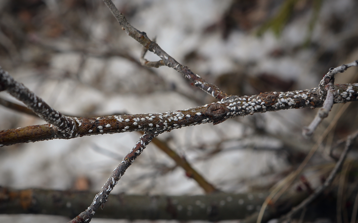 Изображение особи Salix recurvigemmata.
