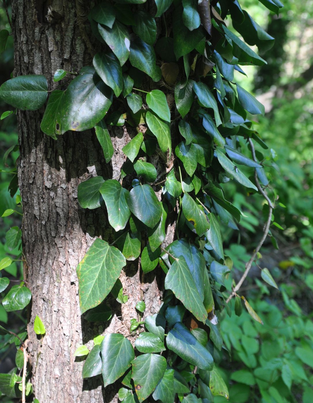 Image of Hedera colchica specimen.