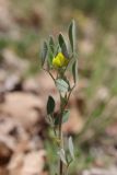 Melilotoides brachycarpa