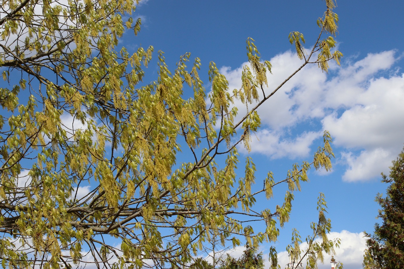 Image of Quercus rubra specimen.