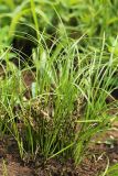 Carex korkischkoae. Плодоносящее растение. Приморский край, Октябрьский р-н, окр. с. Гранатовка, верхняя часть остепнённого юго-западного склона у края плато выше скал, разреженные заросли кустарников. 21.05.2025.