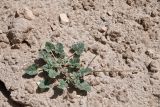 Erodium oxyrhynchum. Плодоносящее растение. Таджикистан, Хатлонская обл., Кабодиёнский р-н, хр. Актау, горы Ходжа-Казиан, ур. Тахти-Сангин, оплывшие глинистые участки остатков городища. 14 апреля 2025 г.