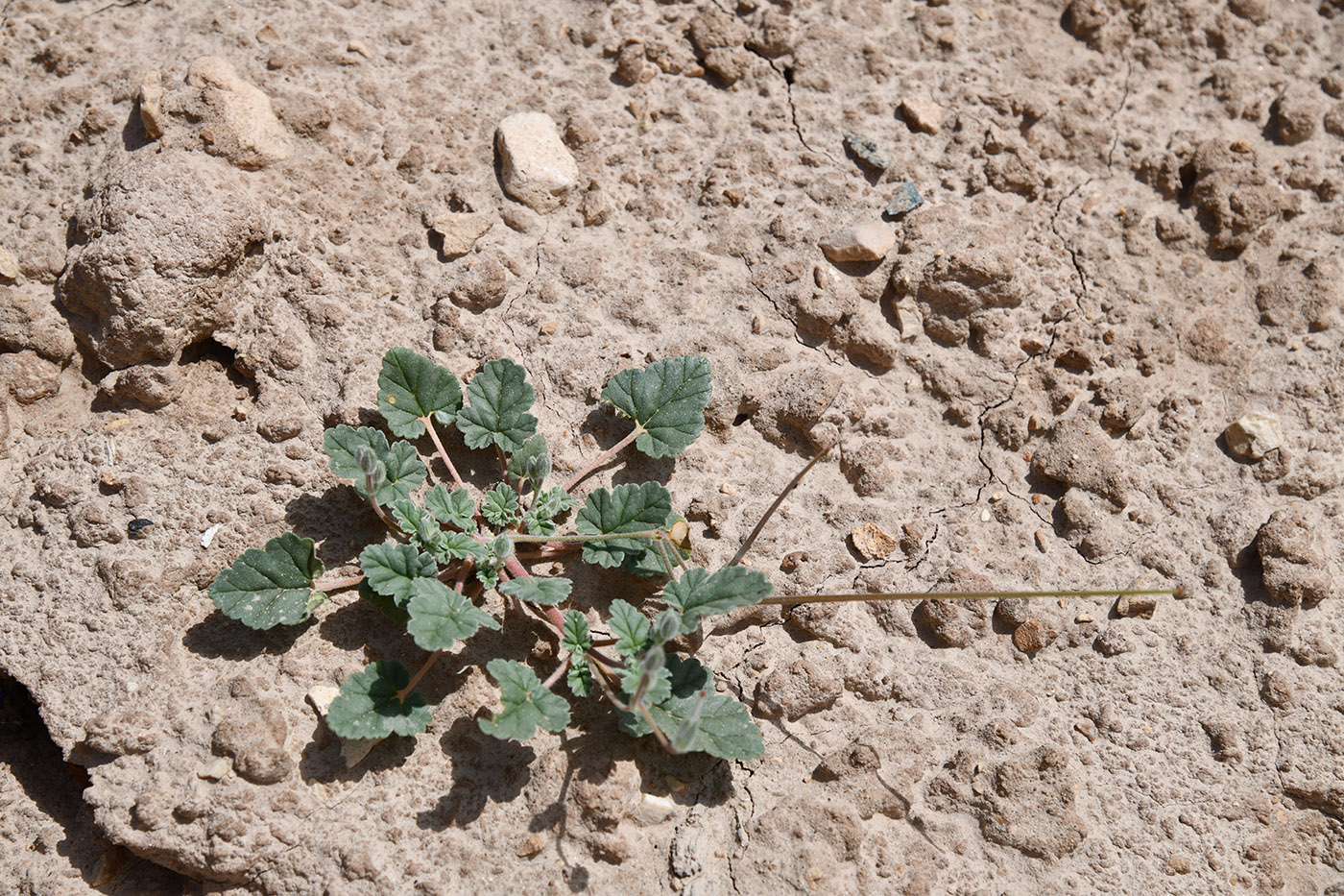 Image of Erodium oxyrhynchum specimen.