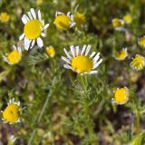 Matricaria recutita. Соцветия. Калмыкия, 13 км З пос. Приютное, степь. 26.04.2015.
