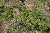 Rubus idaeus