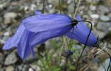 Campanula rotundifolia. Цветки. Коми, Интинский р-н, нац. парк \"Югыд Ва\", левый берег р. Кожим, техногенная площадка, галечник. 29.07.2010.