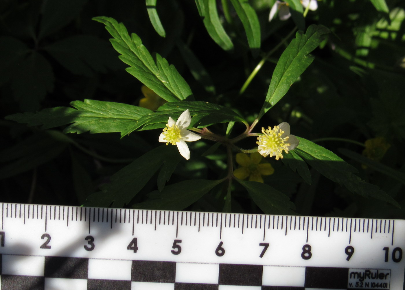 Image of Anemone osinovskiensis specimen.