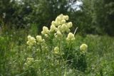 Thalictrum lucidum