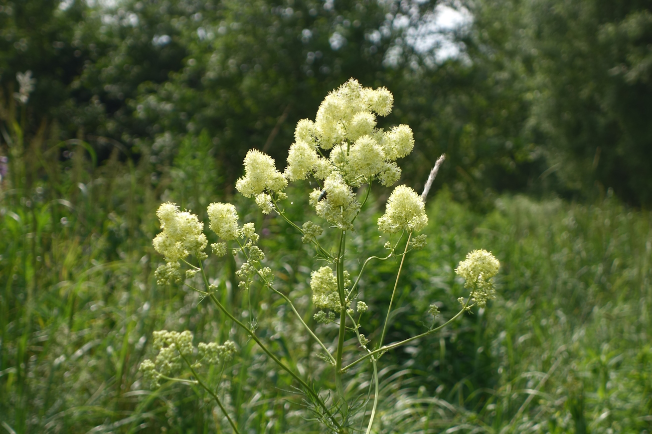 Изображение особи Thalictrum lucidum.