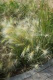 Hordeum jubatum. Плодоносящие растения. Санкт-Петербург, Кировский р-н, цветник, в культуре. 20.07.2025.