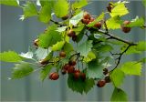 Crataegus submollis