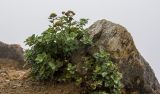 View full-size image genus Spiraea