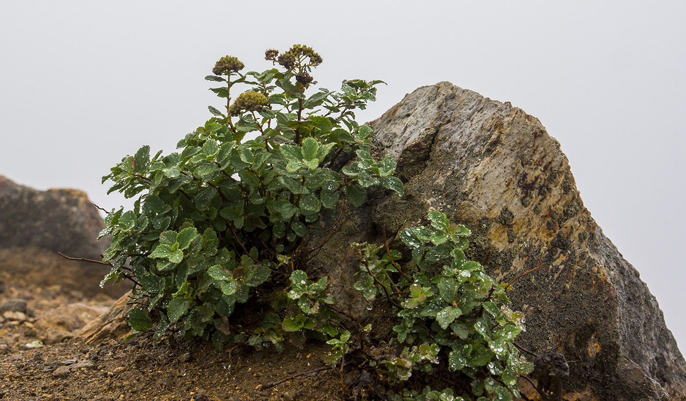 Image of genus Spiraea specimen.