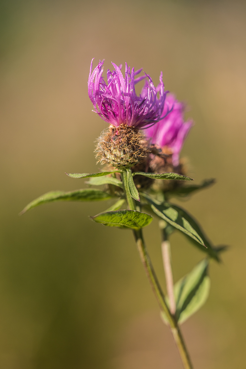 Изображение особи Centaurea phrygia.