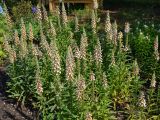 Digitalis lanata