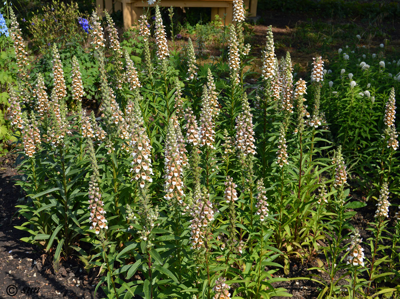 Image of Digitalis lanata specimen.